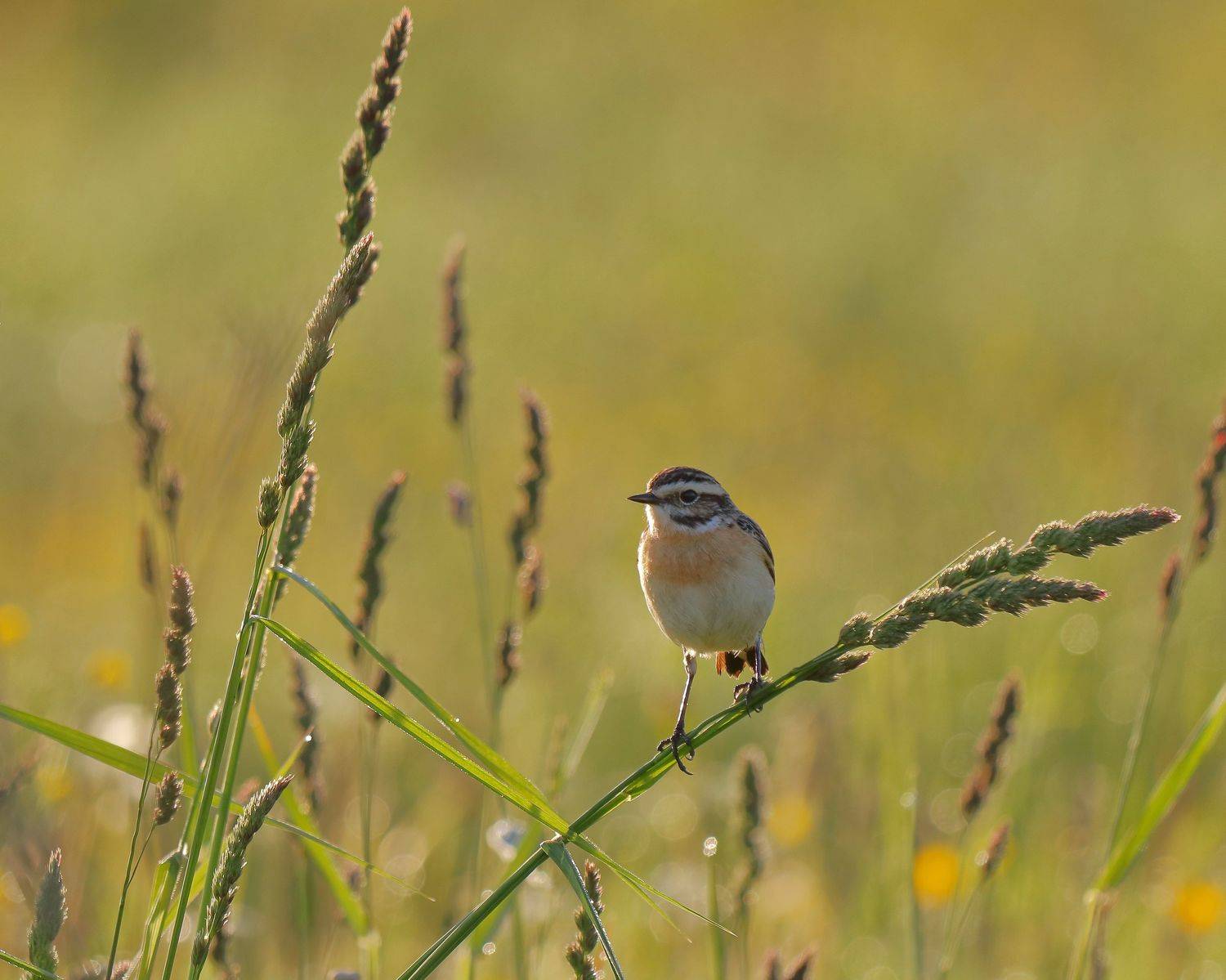 лето, утро, луг, птицы, рассвет, чекан, природа, архангельская область, Титов Александр