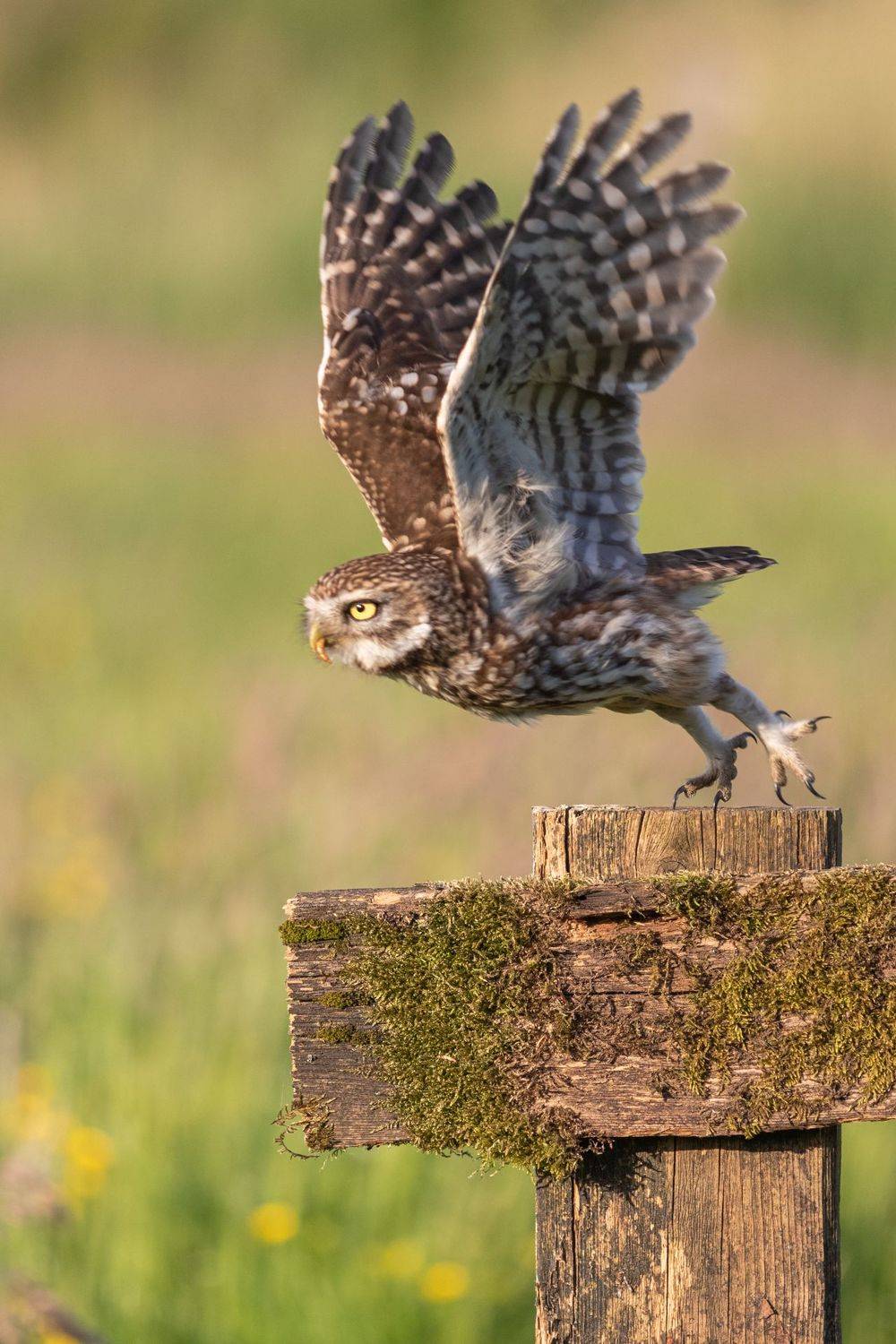 bird, nature, little owl, wildlife, Silvia Koopmans