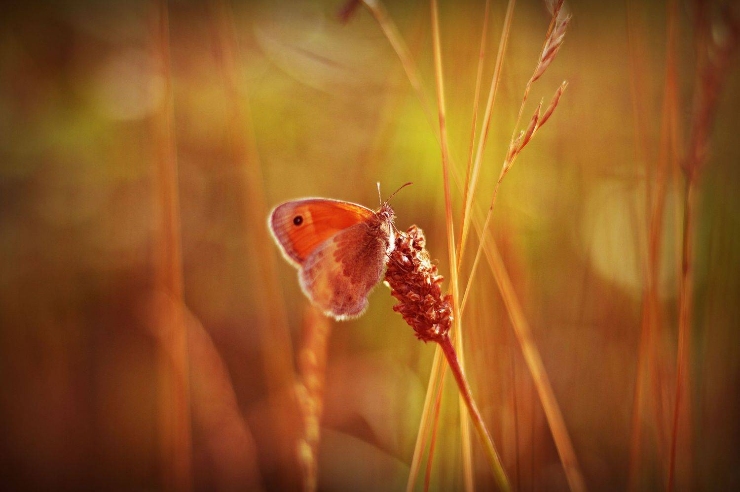 , Krzysztof Trojanowski