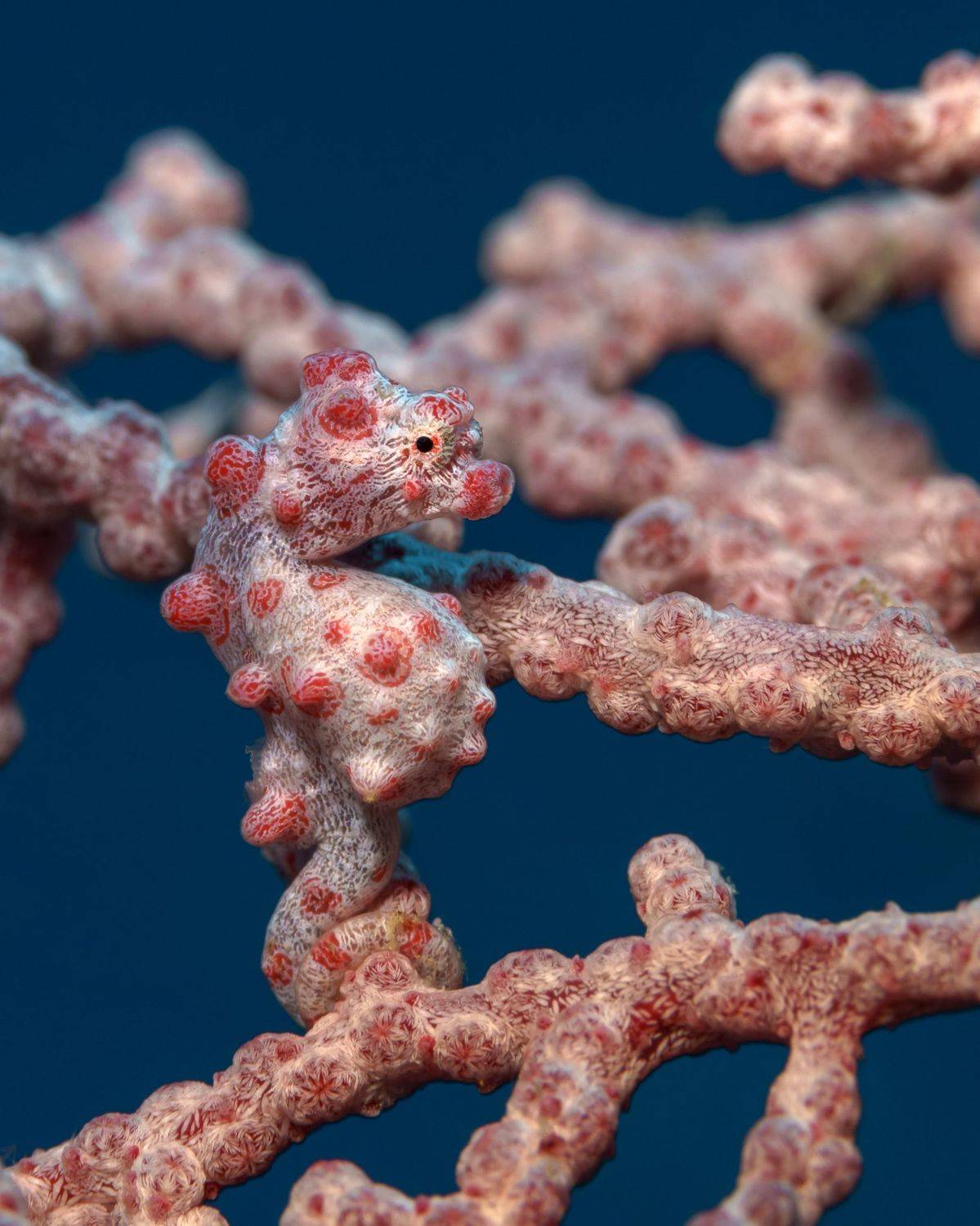 , Савин Андрей