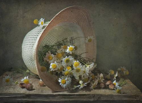 Ромашки спрятались...