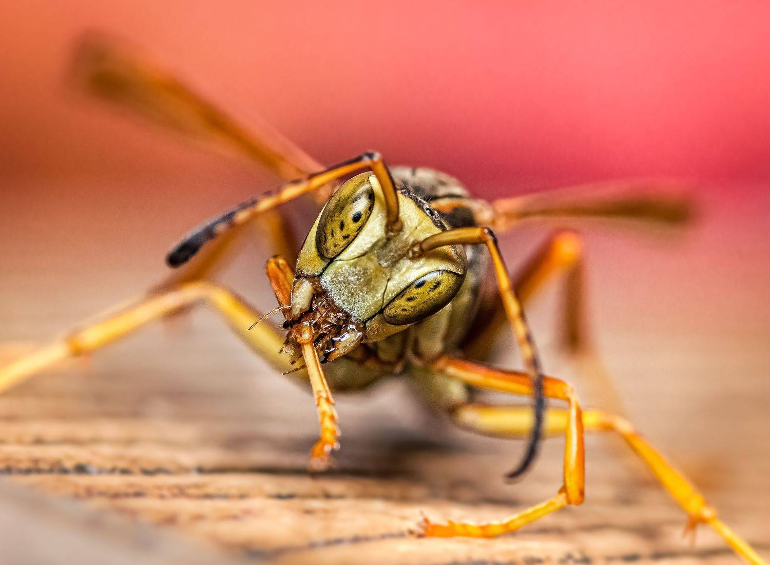 insect, beetle, bug, bugs, leaf, grass, macro, spring, love, wasp, wasps,, Atul Saluja