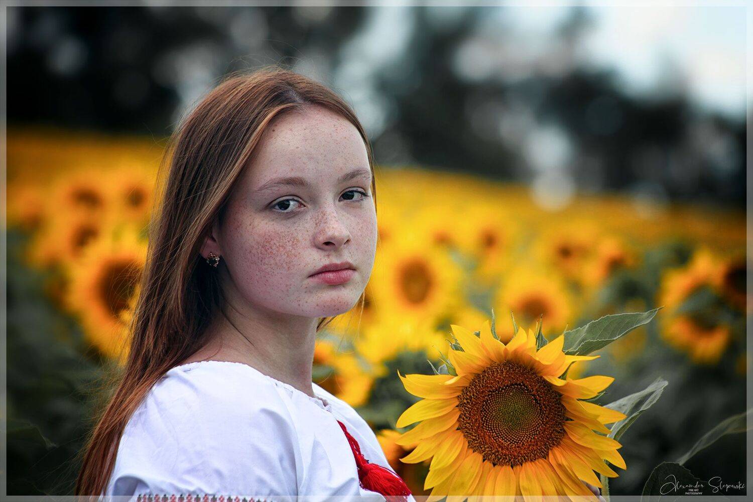 Sunflowers, Alexander Slepcowski