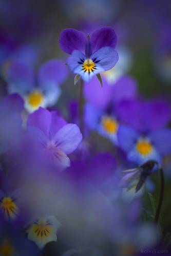 Цветы Северо-Запада