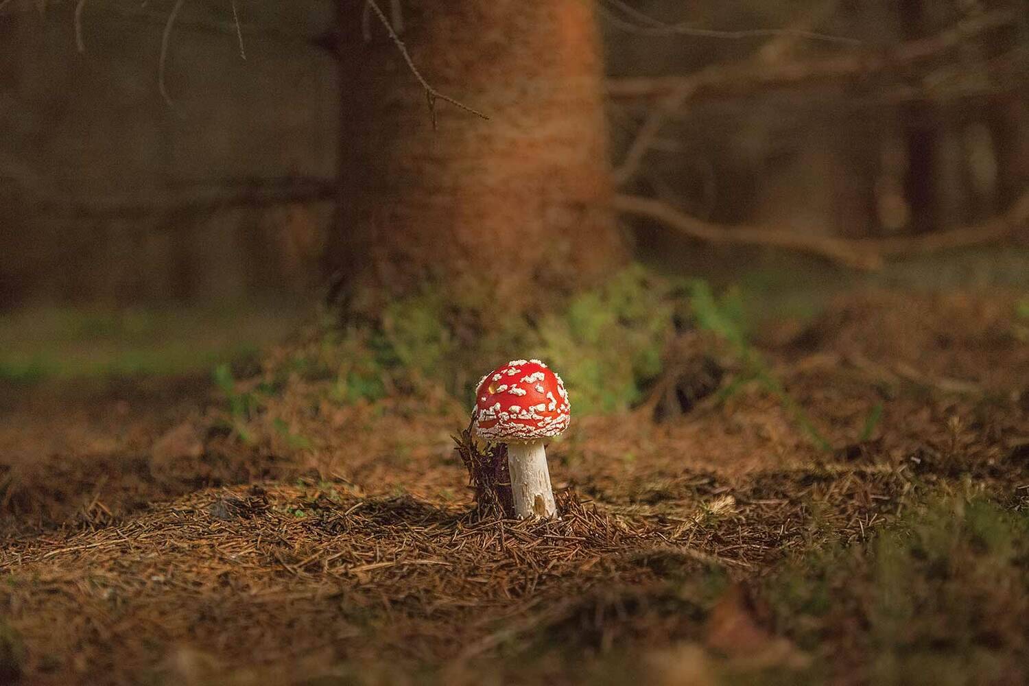 , Напалкин Станислав