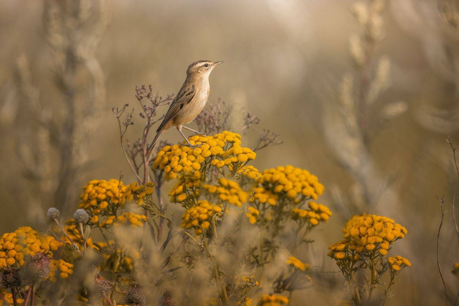 природа, лес, поля, огороды, животные, птицы, макро, Посевич Дмитрий