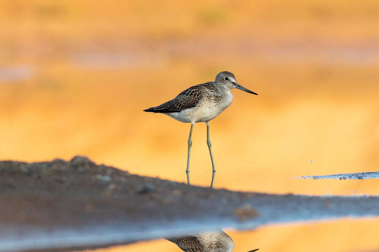 большой улит, кулик, фотоохота, птица, рассвет, утро, birds, greenshank, Павел Краснослободцев