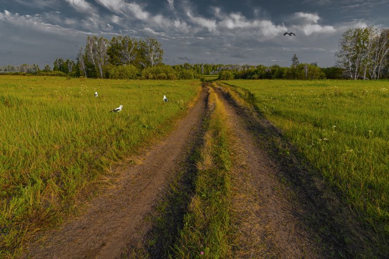пейзаж ,лето ,птицы ,вечер Барабинские лесостепи фото превью
