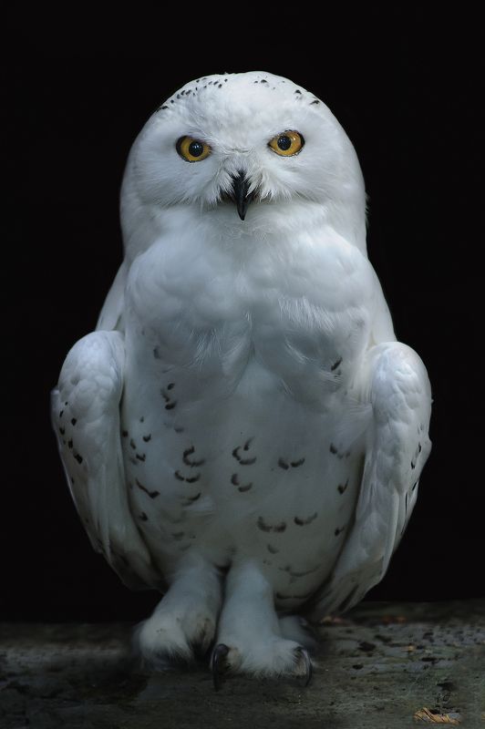 Snowy 0wl фото превью