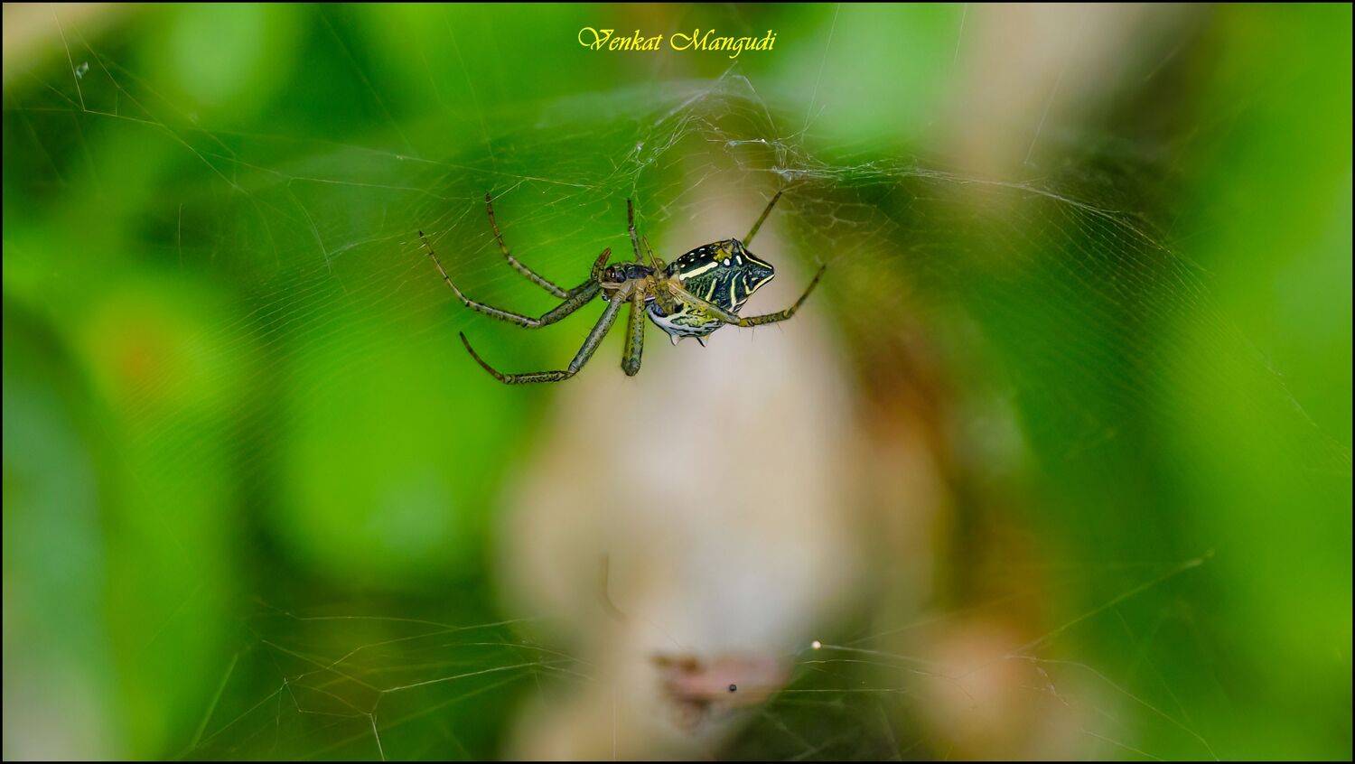 , Venkat Mangudi