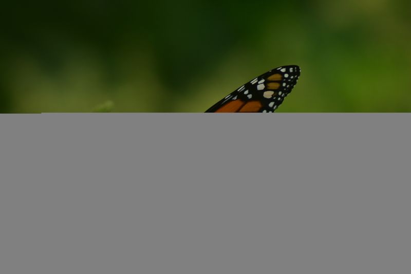 Polinizacion фото превью