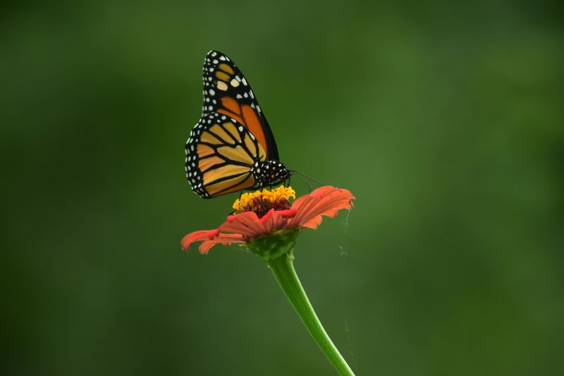 Polinizacion фото превью