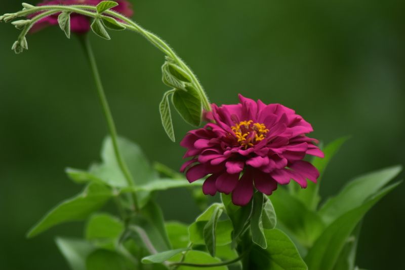 flower фото превью