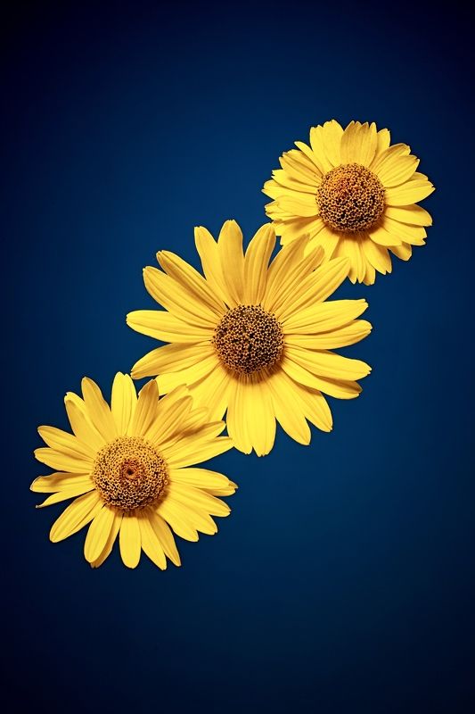 цветы *** фото превью