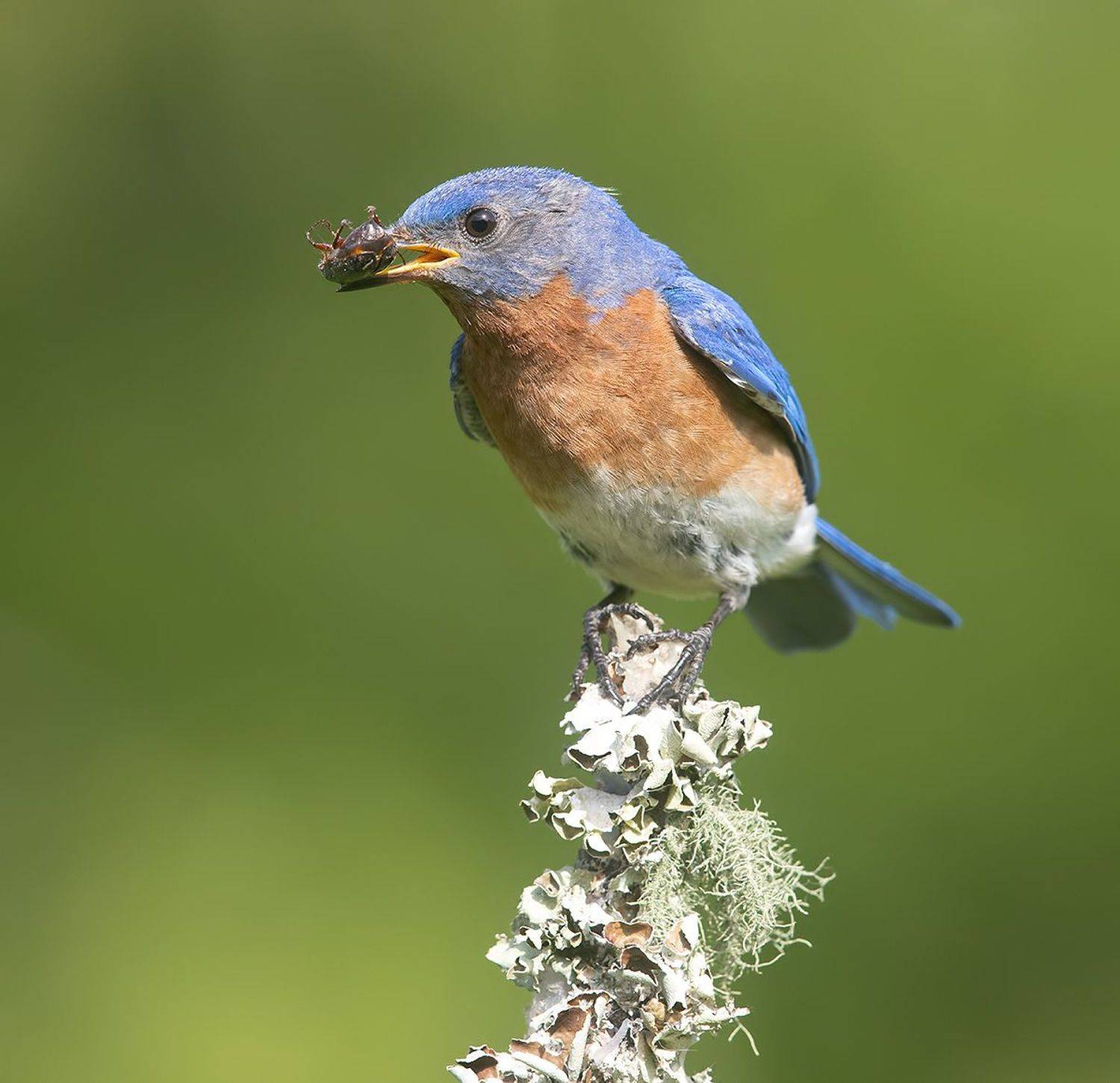 восточная сиалия, eastern bluebird, bluebird, Etkind Elizabeth