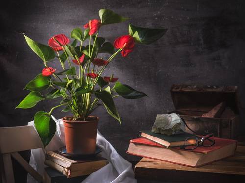 Антуриум Андре (Anthurium andreanum)