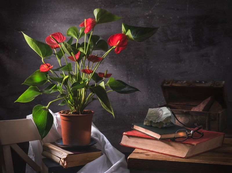 Натюрморт с цветами, красные цветы, Антуриум Андре, старые книги, камни, свет из окна. Антуриум Андре (Anthurium andreanum) фото превью