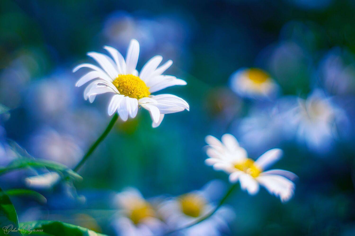 , Орлов Олег