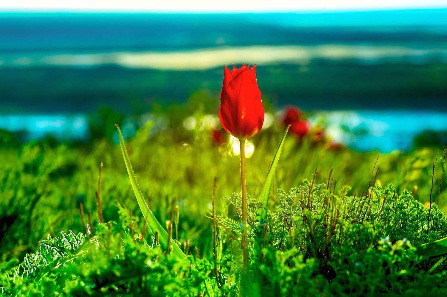 цветок, красный, алый, тюльпан, зелень, вода, побережье, весна, дикий, бутон, красочный, природа, рассвет,, Сытилин Павел
