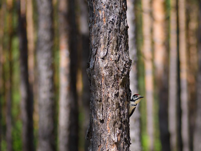 Не отвлекай меня, я занят! фото превью