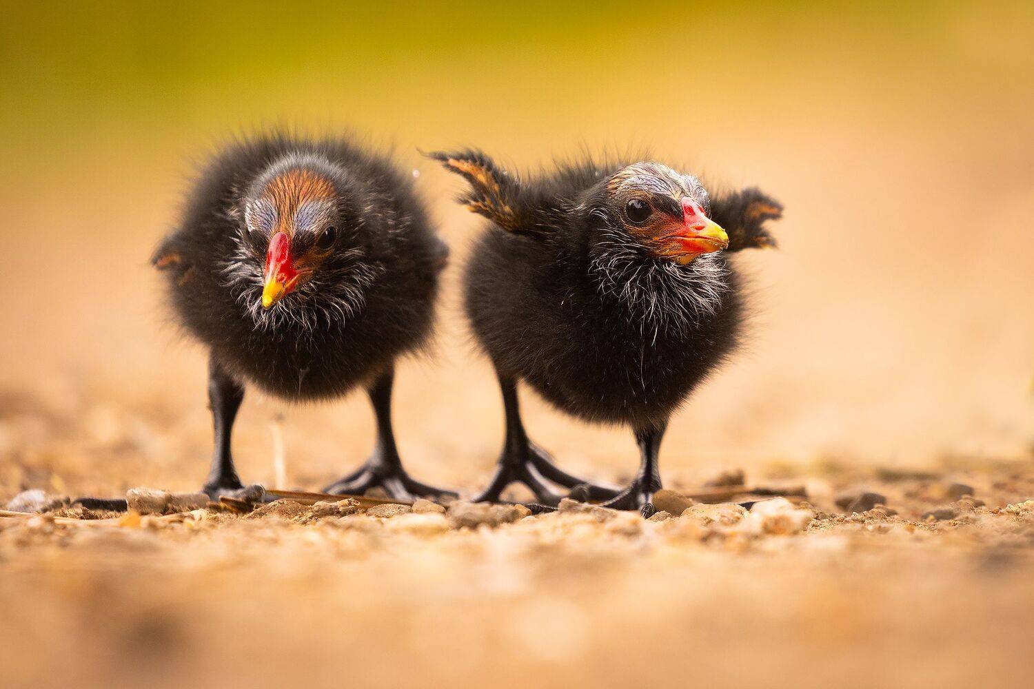 , Robert Adamec