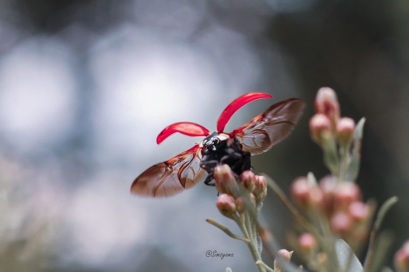 ? фото превью