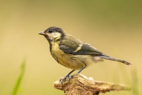 Great tit