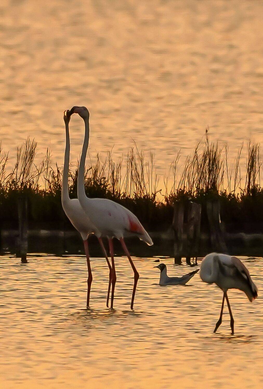 , Красимир Георгиев