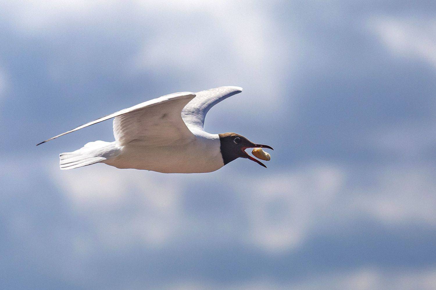 птица, чайка, небо, Игнатьев Александр