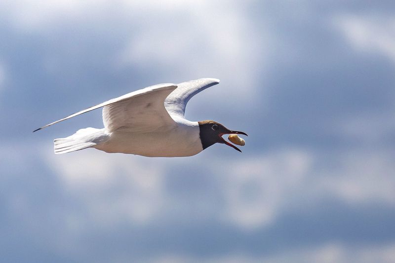 птица, чайка, небо Перекус фото превью