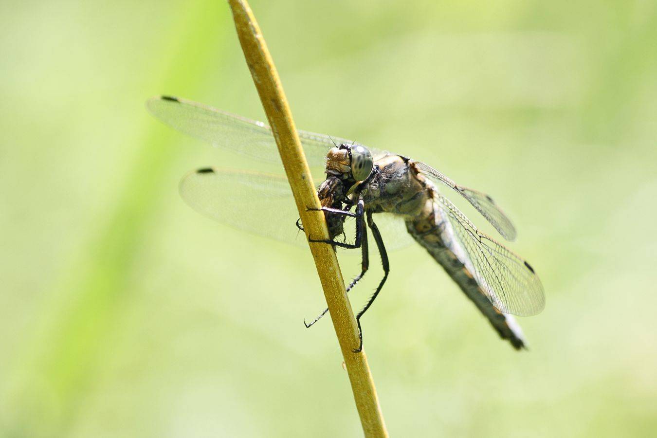 стрекоза, КарОл