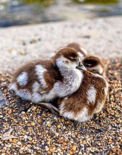 Из жизни водоплавающих