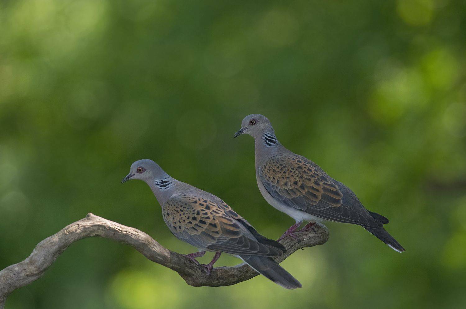 , Евгени Стефанов