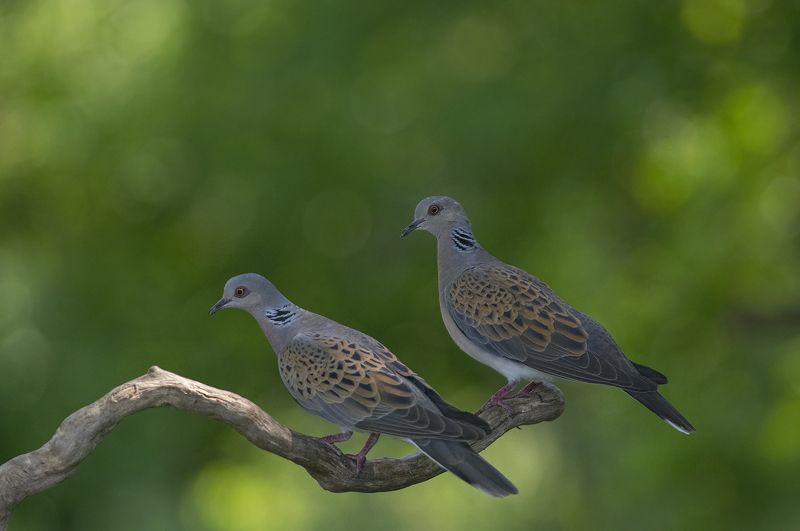 Горлицы фото превью