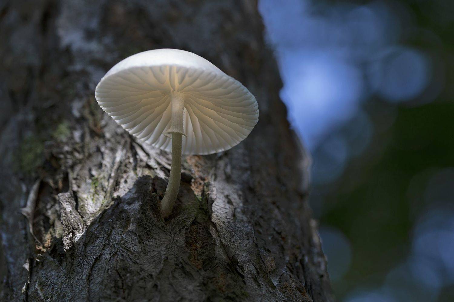 гриб, опенок, слизистый, июль, пригород, владивостока, Евгений Слободской