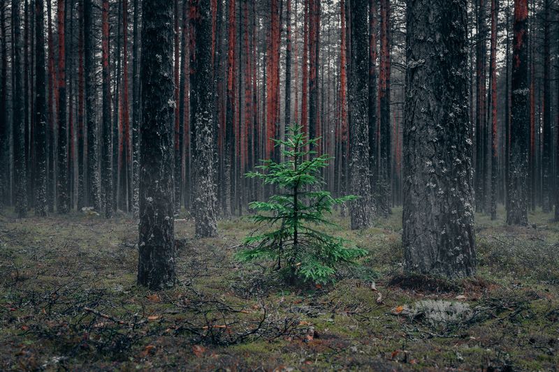 loneliness forest fir одиночество лес ель Loneliness фото превью