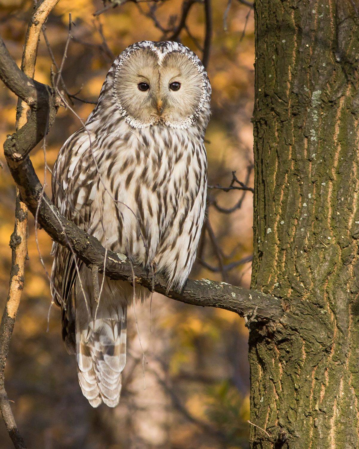 длиннохвостая неясыть, Суслов Дмитрий