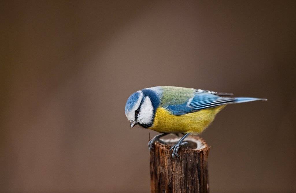 , Юрий Кулаков