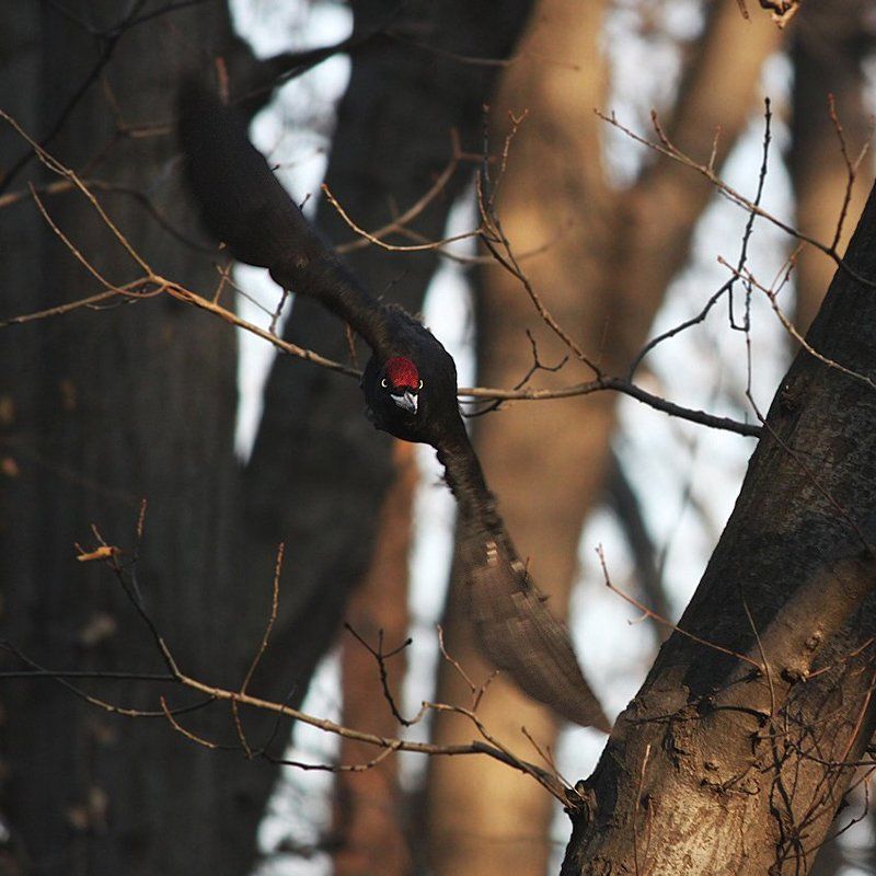 желна фото превью