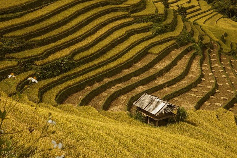 The peace фото превью