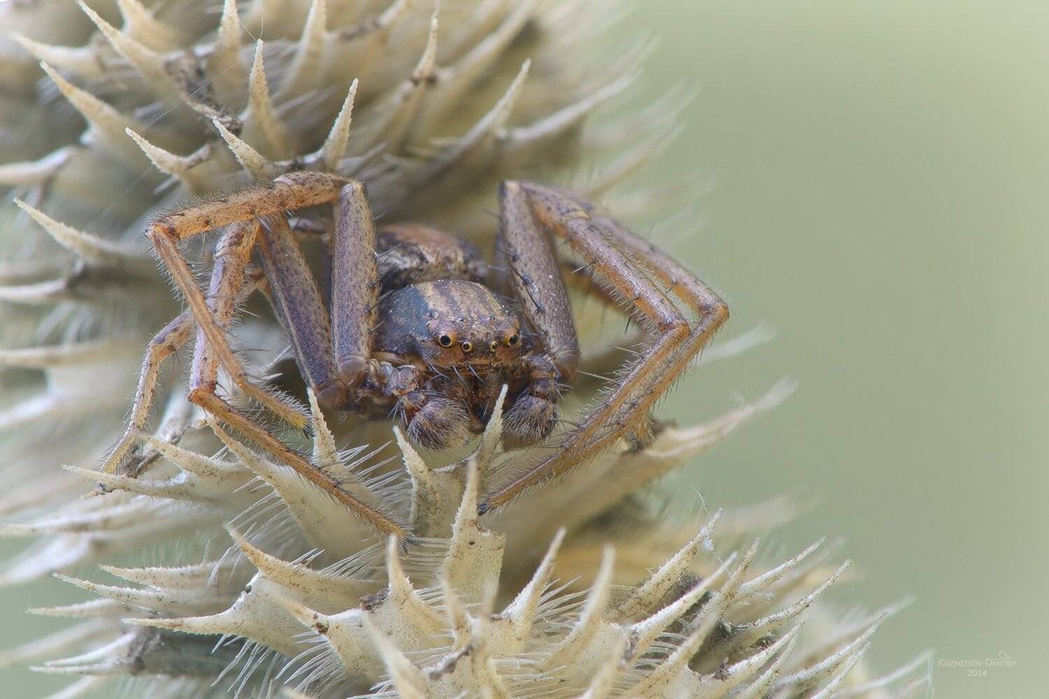 , Кузнецов Дмитрий