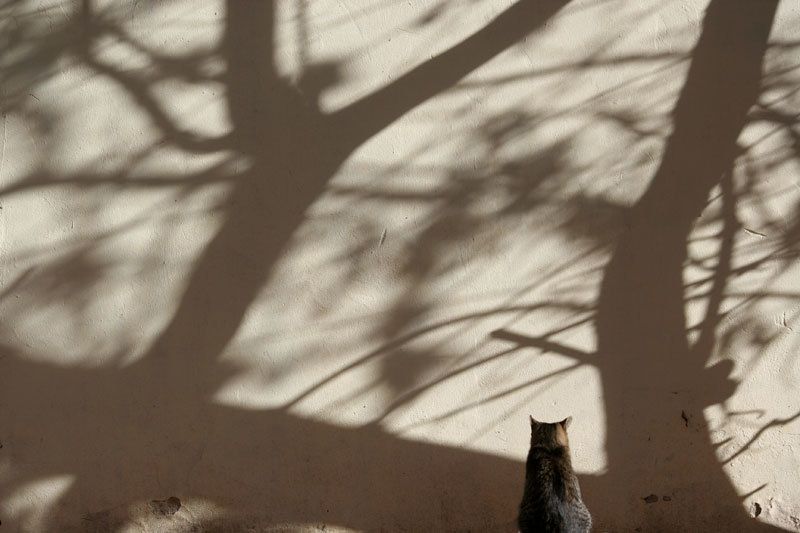 кошкин дзен. фото превью