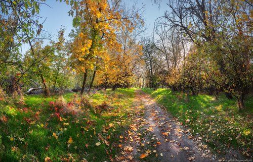 Лес. Остров Хортица