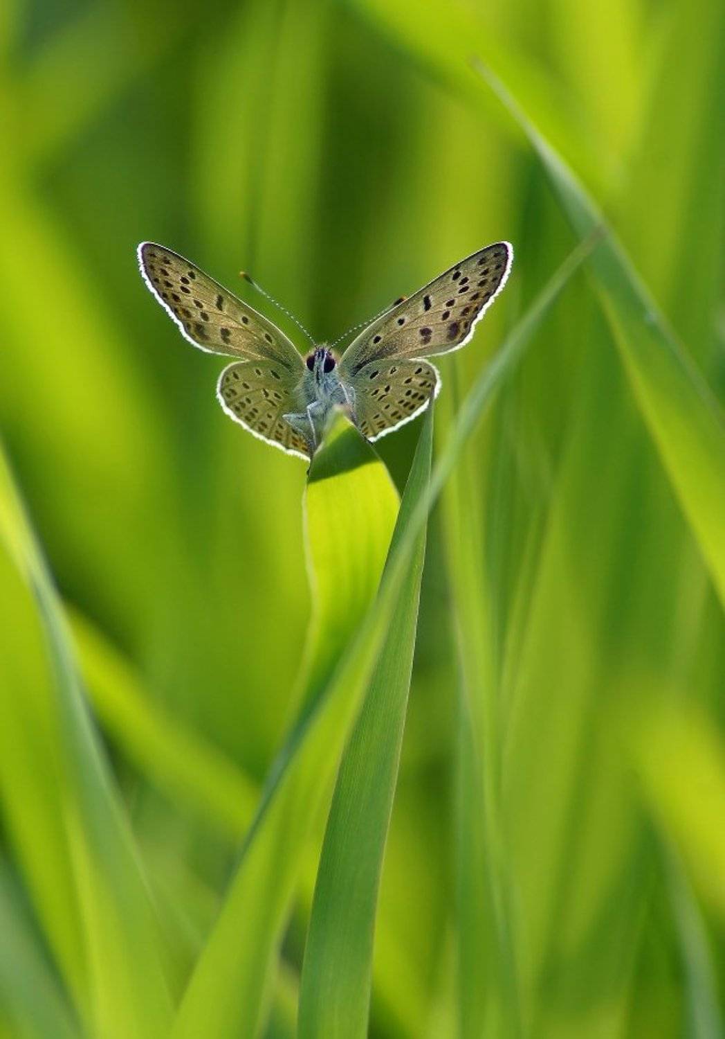 , Чепленко Алексей