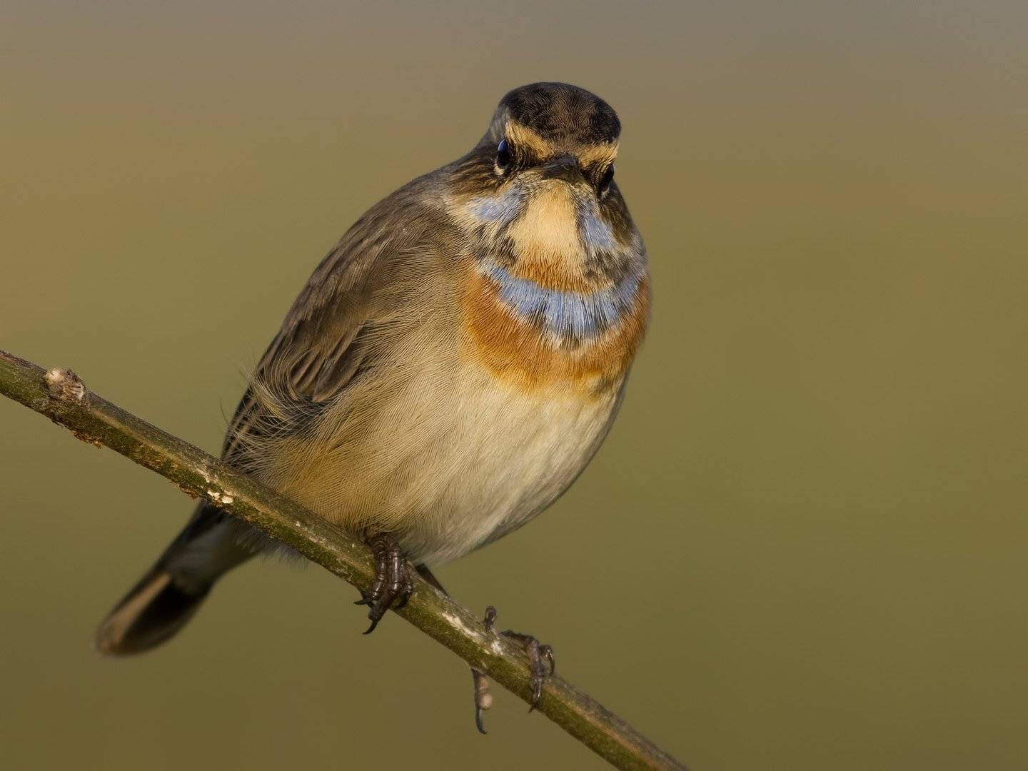 Варакушка, Ляпустин Юра