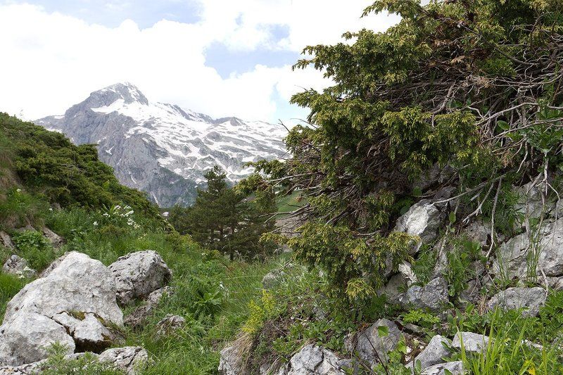 Можжевельник фото превью