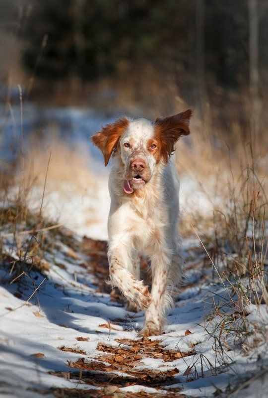 Английский сеттер, Прогулки с собакой, Собака в движении По первому снежку фото превью