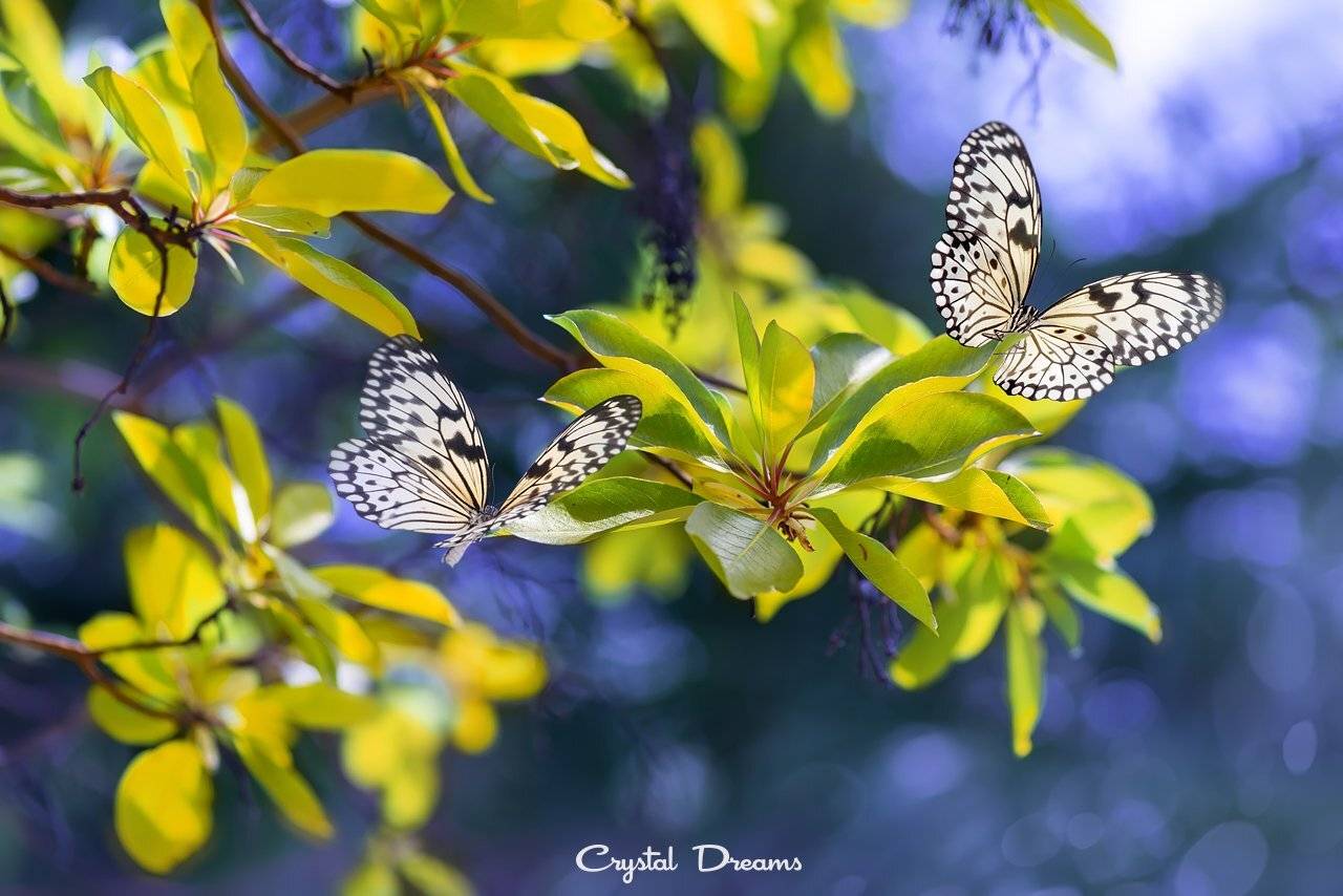 , Татьяна Крылова