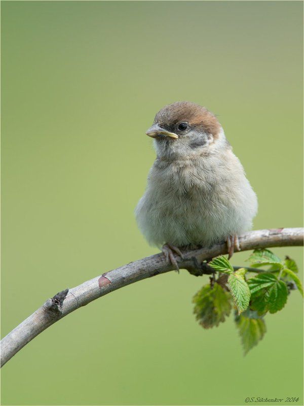 Воробей, Птицы, Фотоохота Baby фото превью