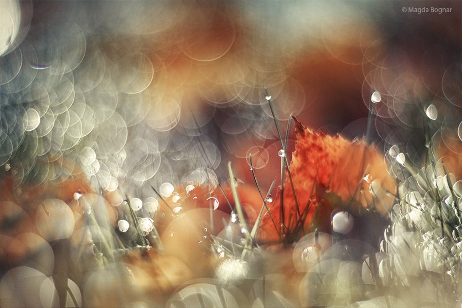 , Magda Bognar